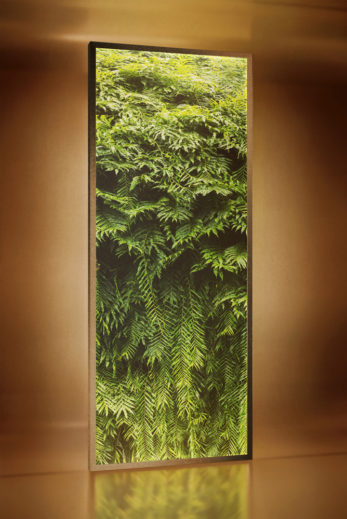 Jungle – D018